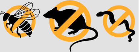 Rodents Pond